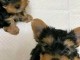 Adopter chiot York disponible 