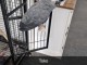 Couple perroquet gris du Gabon disponible 
