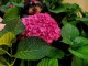 Je donne chiot York disponible 
