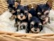 Dons chiot Yorkshire terrier femelle disponible 