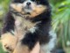 chiot spitz nain disponible 