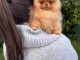 Bébé chiot spitz allemand 