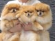 Adoption chiot spitz nain 