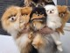 Dons chiot spitz nain disponible 