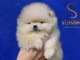 Bébés oursons Pomeranian BOO, Chiots Spitz Nain