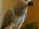 Couple perroquet gris du Gabon disponible 