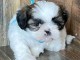 Bébé chiot Shih Tzu a donner 