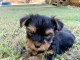 Je donne chiot York disponible mâle 