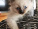 Chaton sacré brimanie a donner 