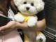 Je donne chiot bichon maltais mâle 