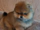 Chiots spitz nain disponible 