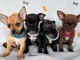 Chiots chihuahua à donner 