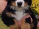 Je donne chiot bouvier bernois 