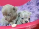 Je donne chiot chihuahua 