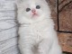Adoption chatons dispo 