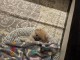 Chiots spitz nain disponible mâle 