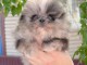 Bébé chiot spitz nain Poméranie femelle 
