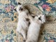 Chaton siamois LOOF a donné 