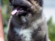 Berger du Caucase – magnifiques chiots