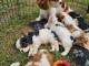 chiots cavalier king charle à vendre 
