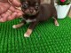 Chiot chihuahua à vendre disponible mâle 