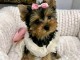 Chiots Yorkshire terrier à adopter 