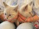 chaton disponible à adopter 