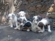 Adoption chiot border collier 