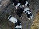 Je donne chiot border collier 