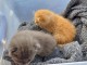 Je donne chaton disponible 