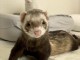 Furet disponible à donner 