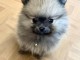 chiots spitz nain mâle a donner 