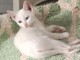 Je donne chaton disponible 