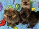 chiots spitz nain Poméranie adorable 