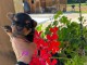 chiots Yorkshire terrier à adopter 