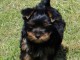 Je donne chiot Yorkshire disponible 