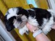chiots Shih Tzu à donner 