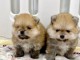 chiot spitz nain Poméranie adorable 