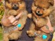adoption chiot spitz nain 