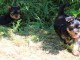 chiots Yorkshire terrier à adopter 