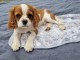 Je donne chiot cavalier king charle 