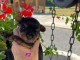 Je donne chiot Yorkshire terrier 