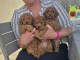 chiots caniche a donner 