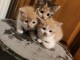 Je donne chaton disponible 