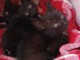 Chaton disponible à adopter 
