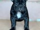 Bouledogue Français – Magnifiques chiots