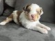 Chiots berger australien a donné 