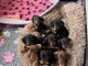 Bébé chiot teckel a donner 