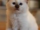 Chaton sacré brimanie a donner 
