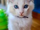 Magnifique chatons ragdoll disponible 